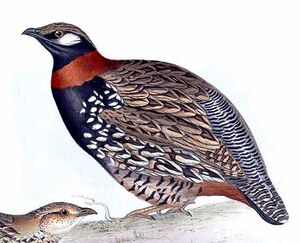 Francolin noir