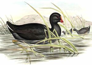 Dusky Moorhen