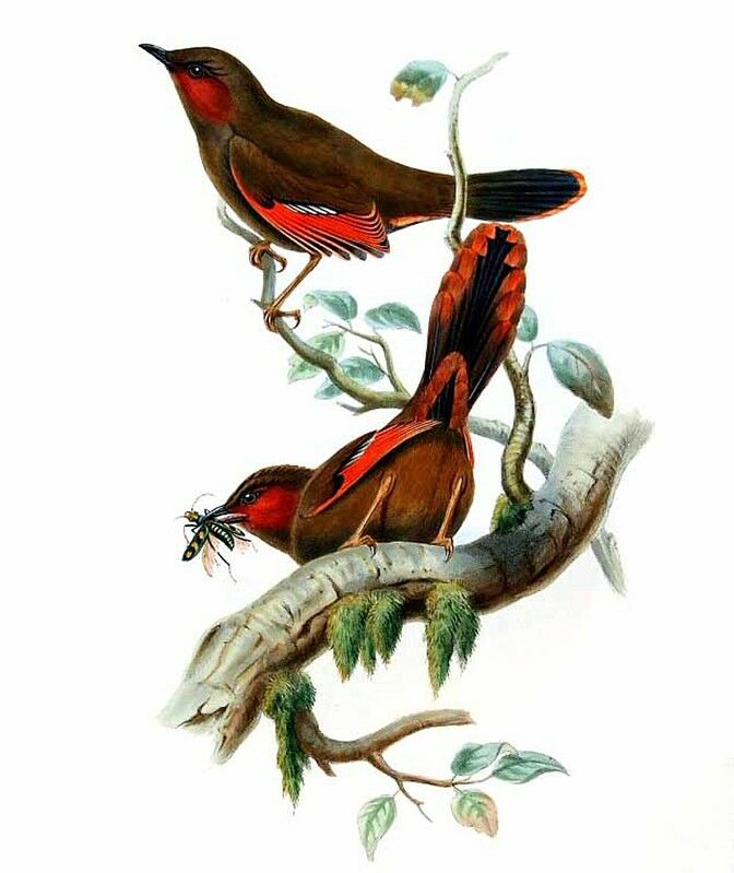 Garrulaxe à ailes rouges