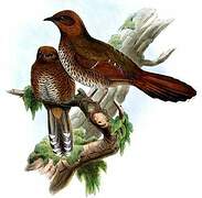 Brown-capped Laughingthrush