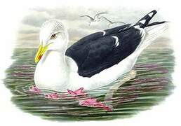 Great Black-backed Gull