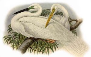 Western Great Egret