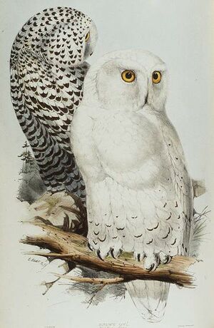 Snowy Owl