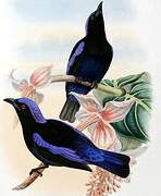 Philippine Fairy-bluebird