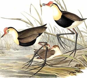 Jacana � cr�te