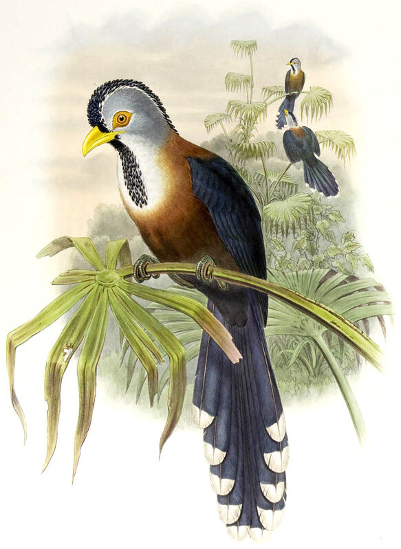 Scale-feathered Malkoha