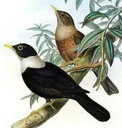 White-collared Blackbird