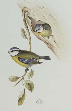 Mésange bleue