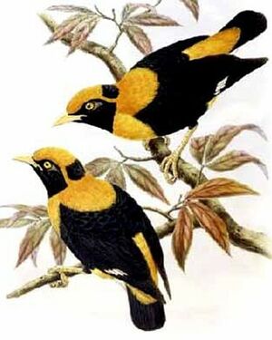 Golden Myna