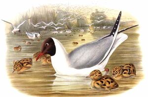Mouette rieuse