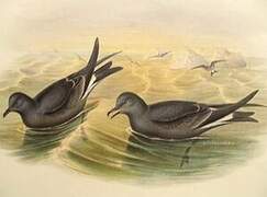Fork-tailed Storm Petrel
