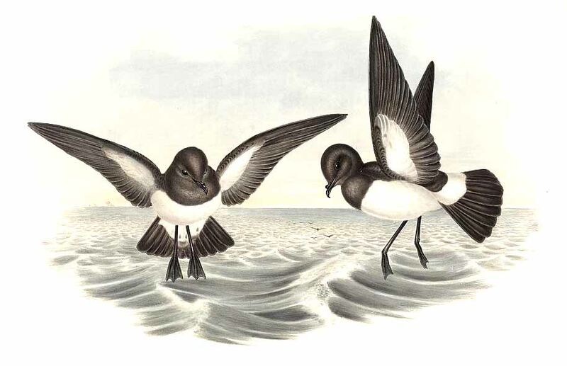 White-bellied Storm Petrel