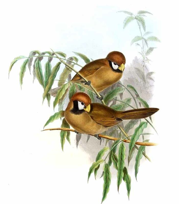 Black-breasted Parrotbill