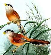 Reed Parrotbill