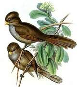 Brown Parrotbill