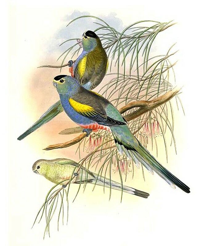 Golden-shouldered Parrot, identification