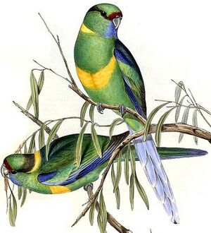 Mallee Ringneck