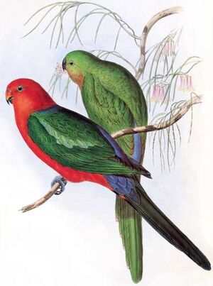 Australian King Parrot