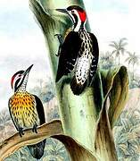Philippine Pygmy Woodpecker