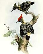 Grey-and-buff Woodpecker