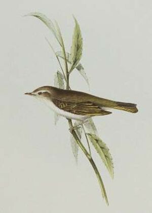 Pipit ocré