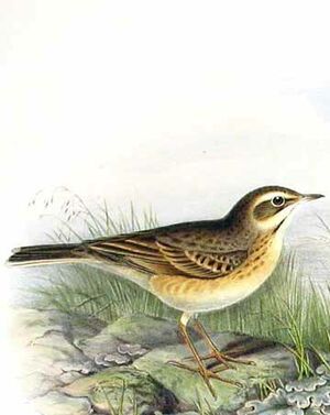 Pipit rousseline