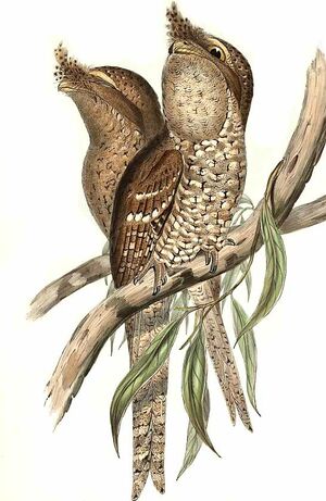 Tawny Frogmouth