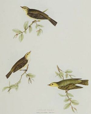 Willow Warbler