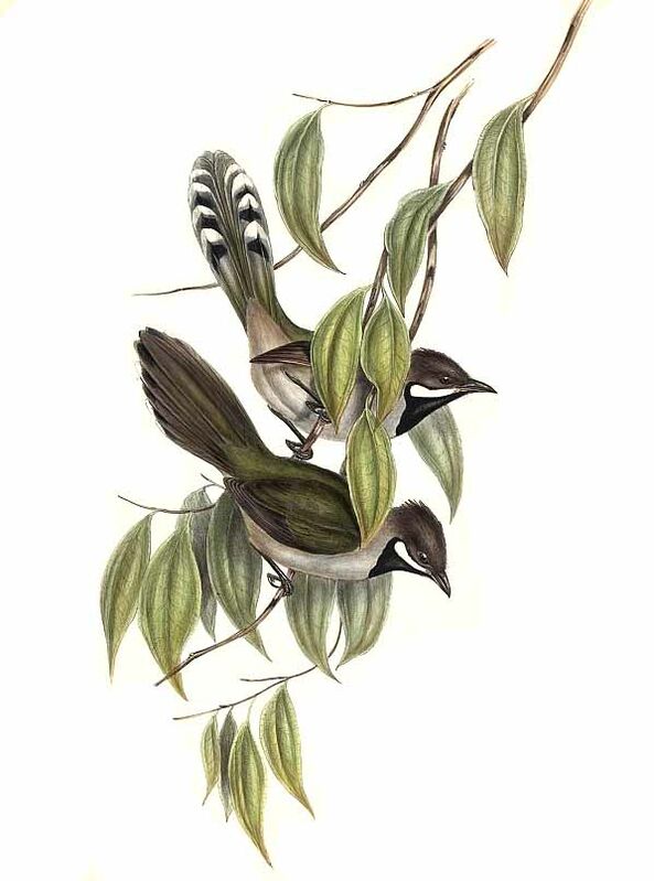 Black-throated Whipbird
