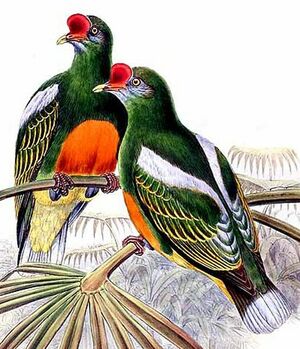 Knob-billed Fruit Dove