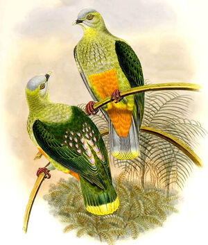 Silver-capped Fruit Dove