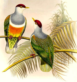 Wallace's Fruit Dove
