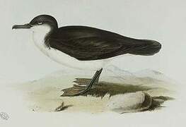 Audubon's Shearwater