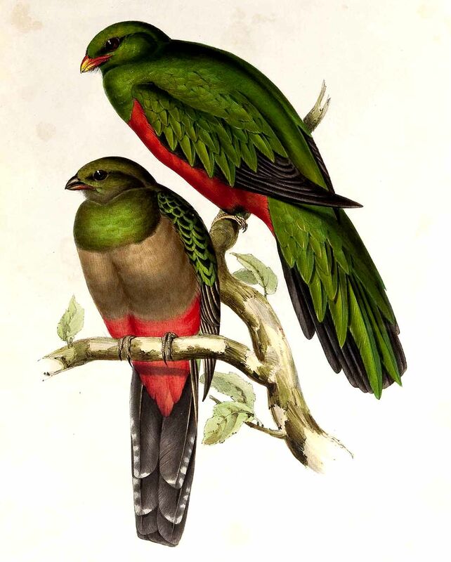 Quetzal pavonin
