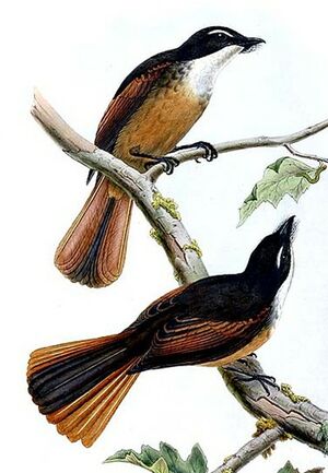 Northern Fantail