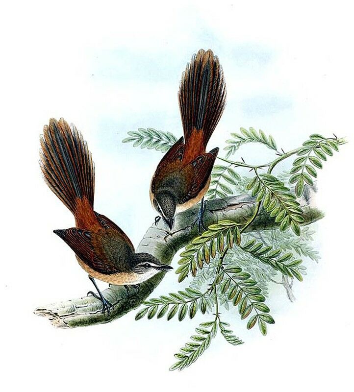 Long-tailed Fantail