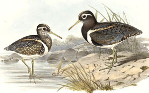 Australian Painted Snipe