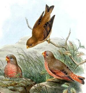 Trumpeter Finch