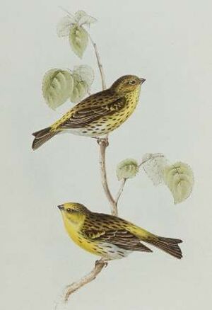 Serin cini
