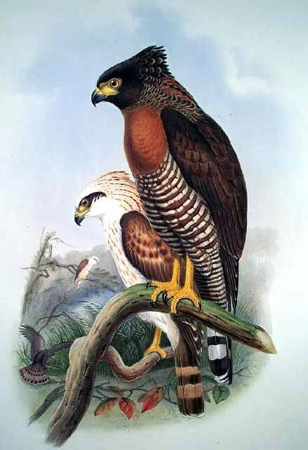 Sulawesi Serpent Eagle