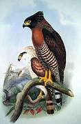 Sulawesi Serpent Eagle