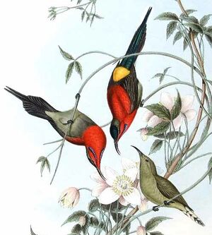 Crimson Sunbird