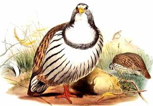 Tibetan Snowcock