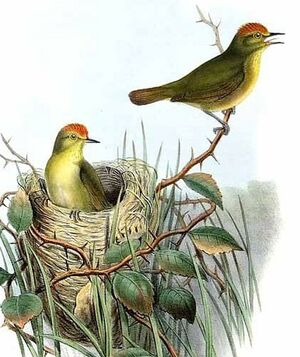 Rufous-capped Babbler