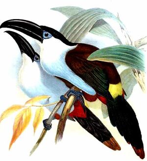 Toucan à bec noir