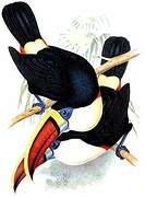 White-throated Toucan