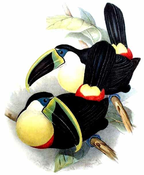 Citron-throated Toucan