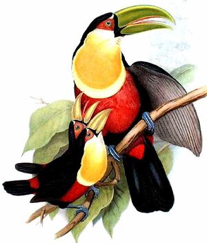 Toucan � ventre rouge