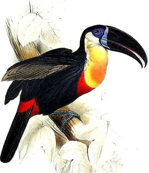 Toucan ariel