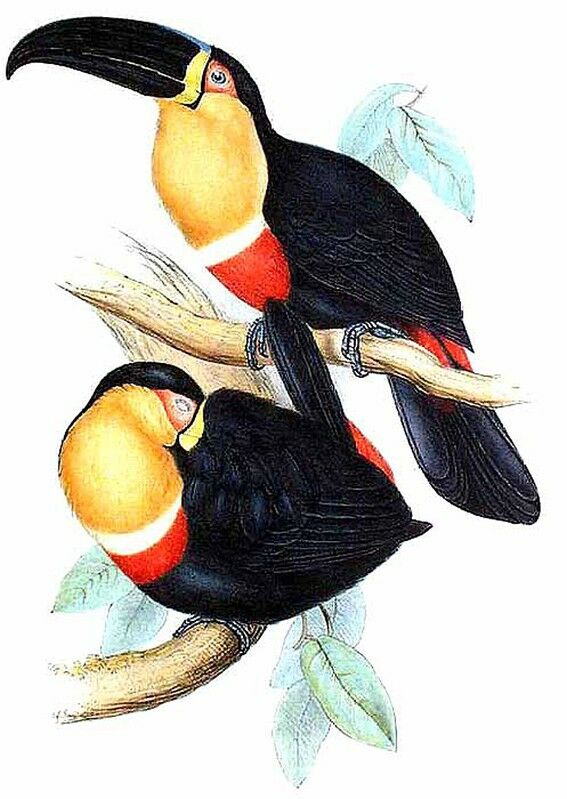 Channel-billed Toucan (ariel)